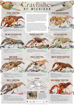 16-405-crayfishes-of-michigan-lr