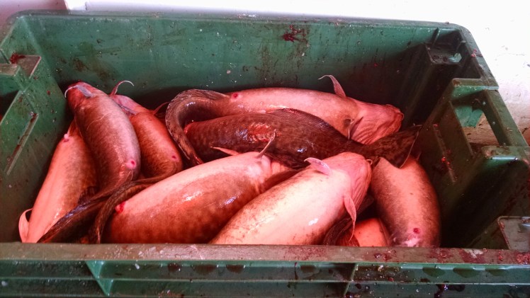 Burbot on the boat