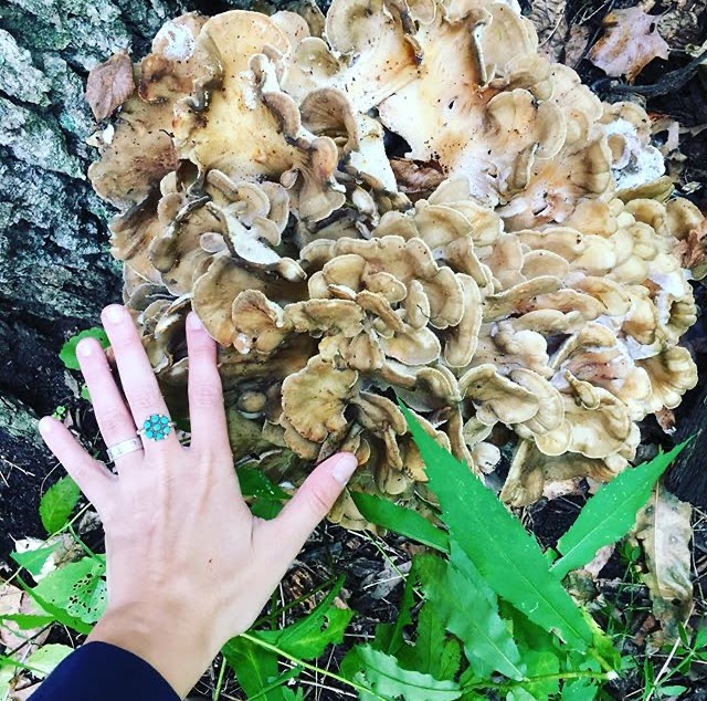 An adult hand next to a large fungus on a log, the fungus being at least four times the size of the hand.