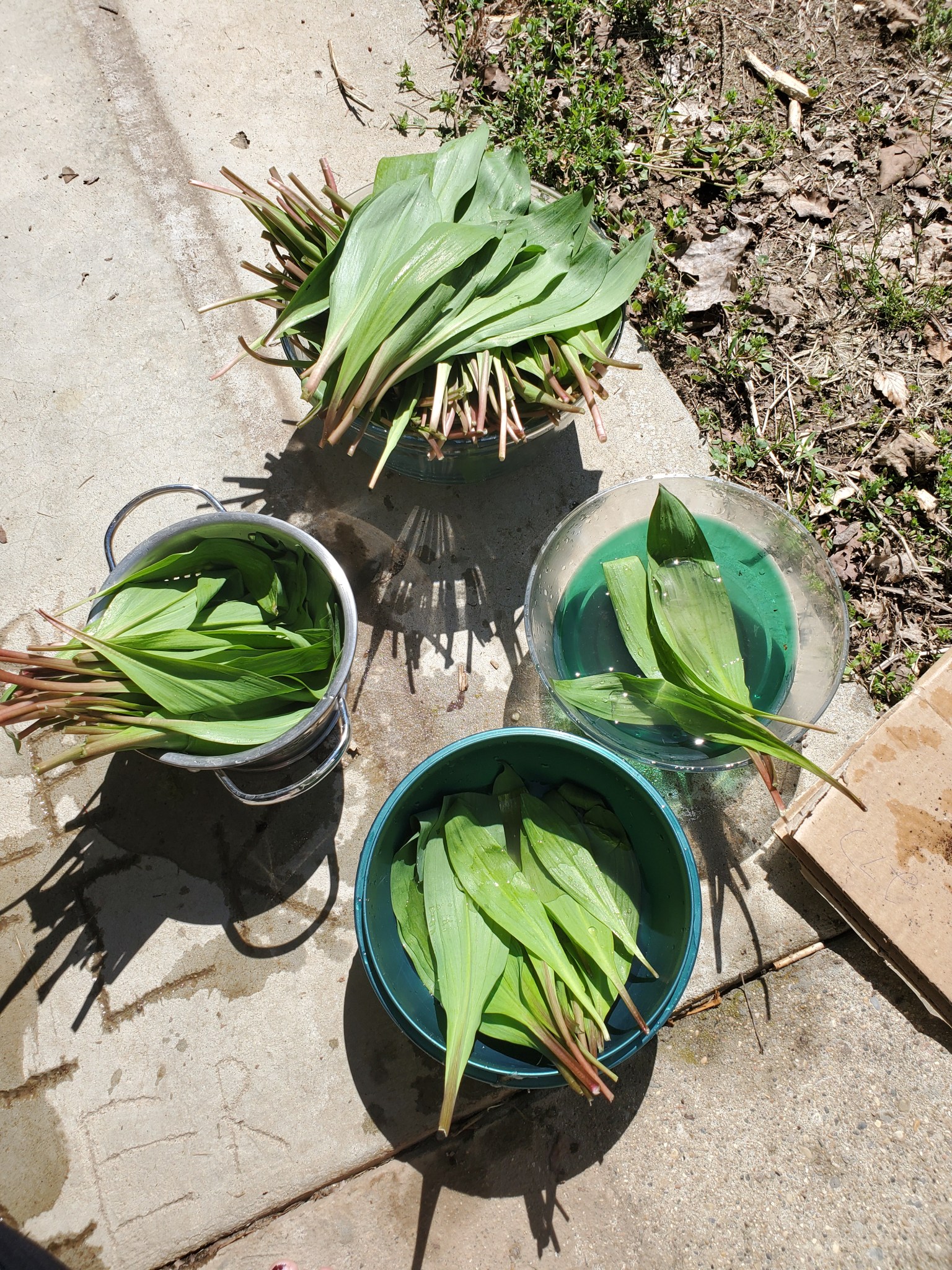 Michigan Native Ramps Enjoying and storing Michigan ramps – Freshwater Feasts