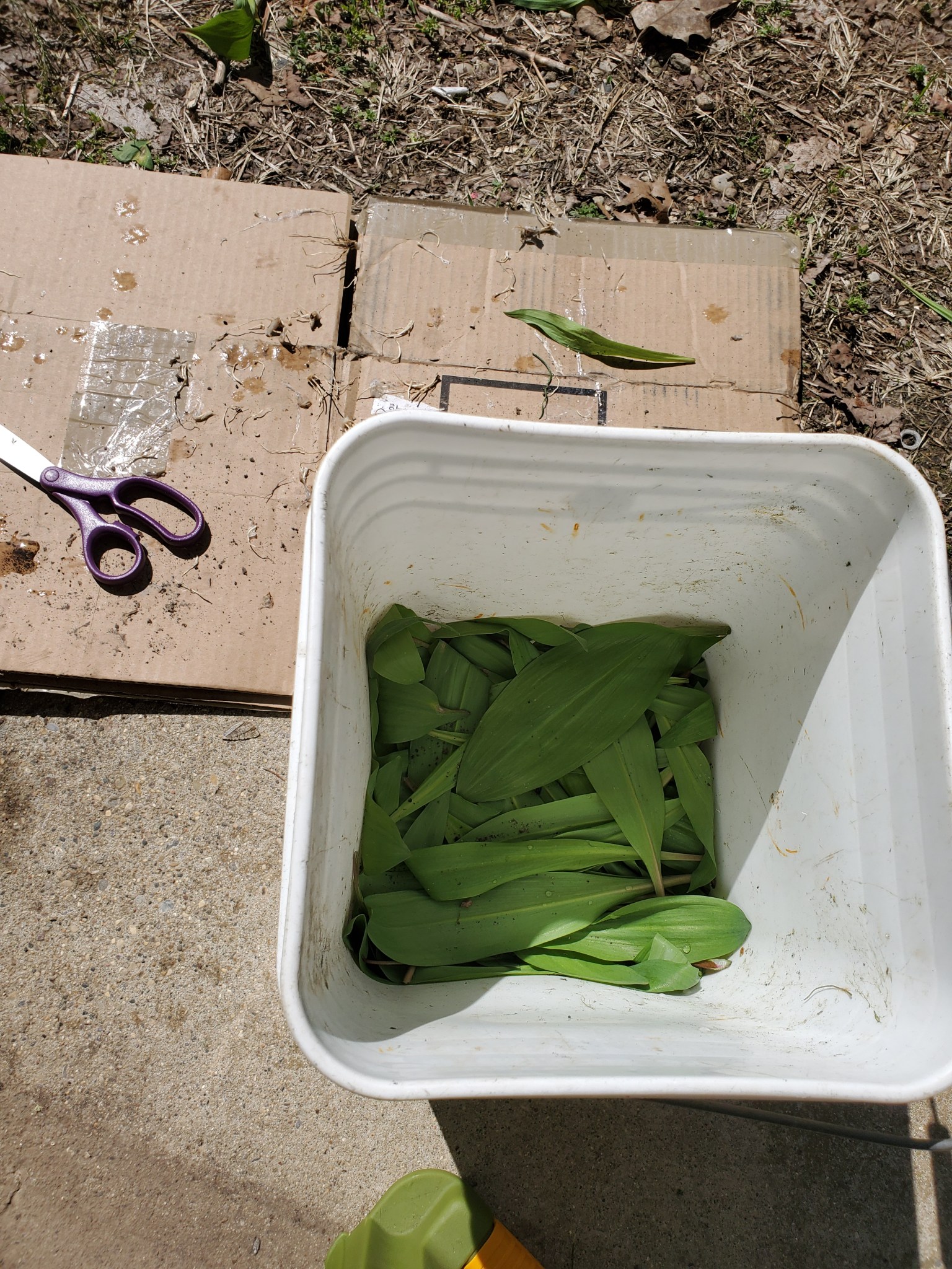 Enjoying and storing Michigan ramps – Freshwater Feasts