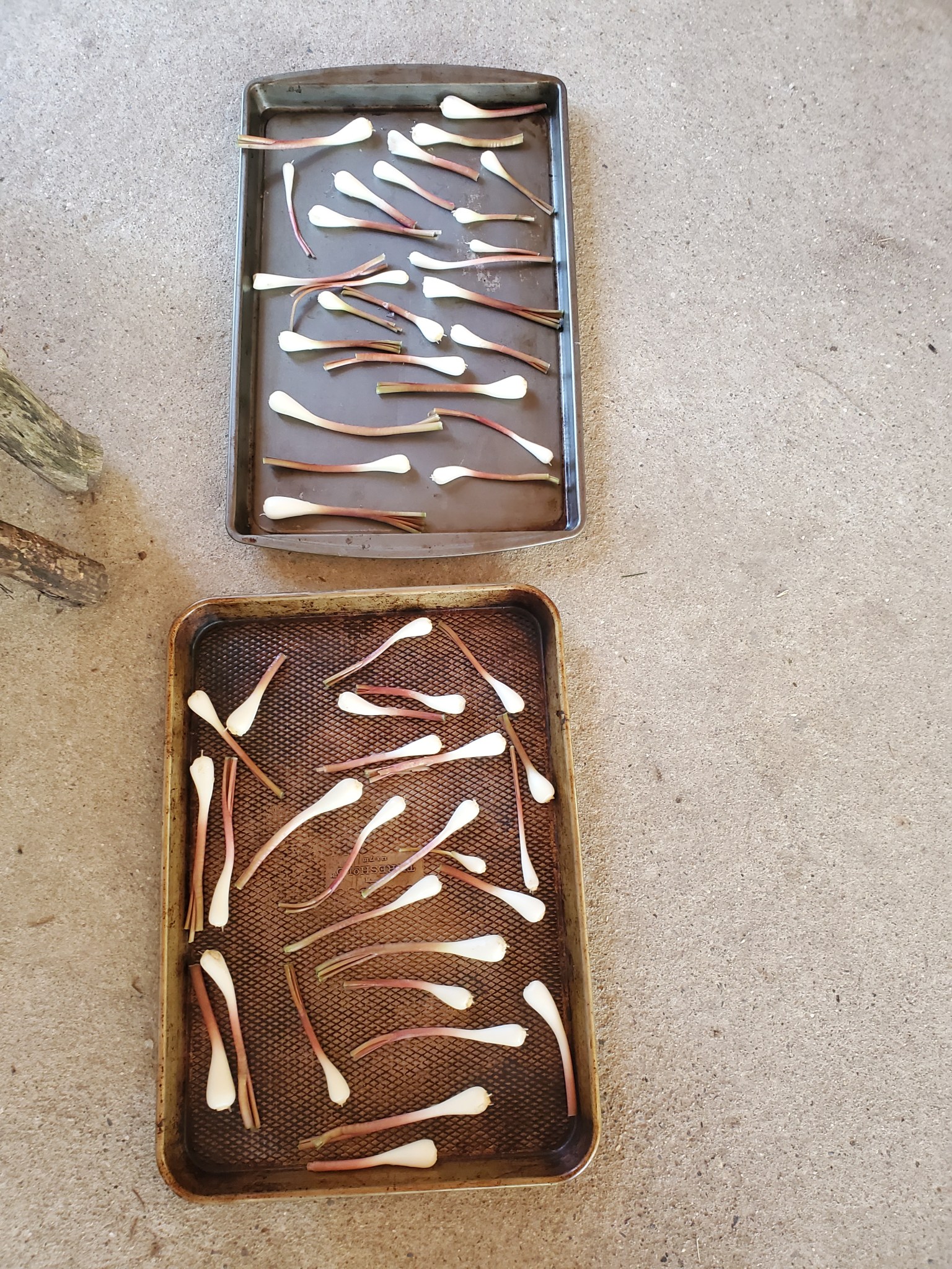 Michigan Native Ramps Enjoying and storing Michigan ramps – Freshwater Feasts