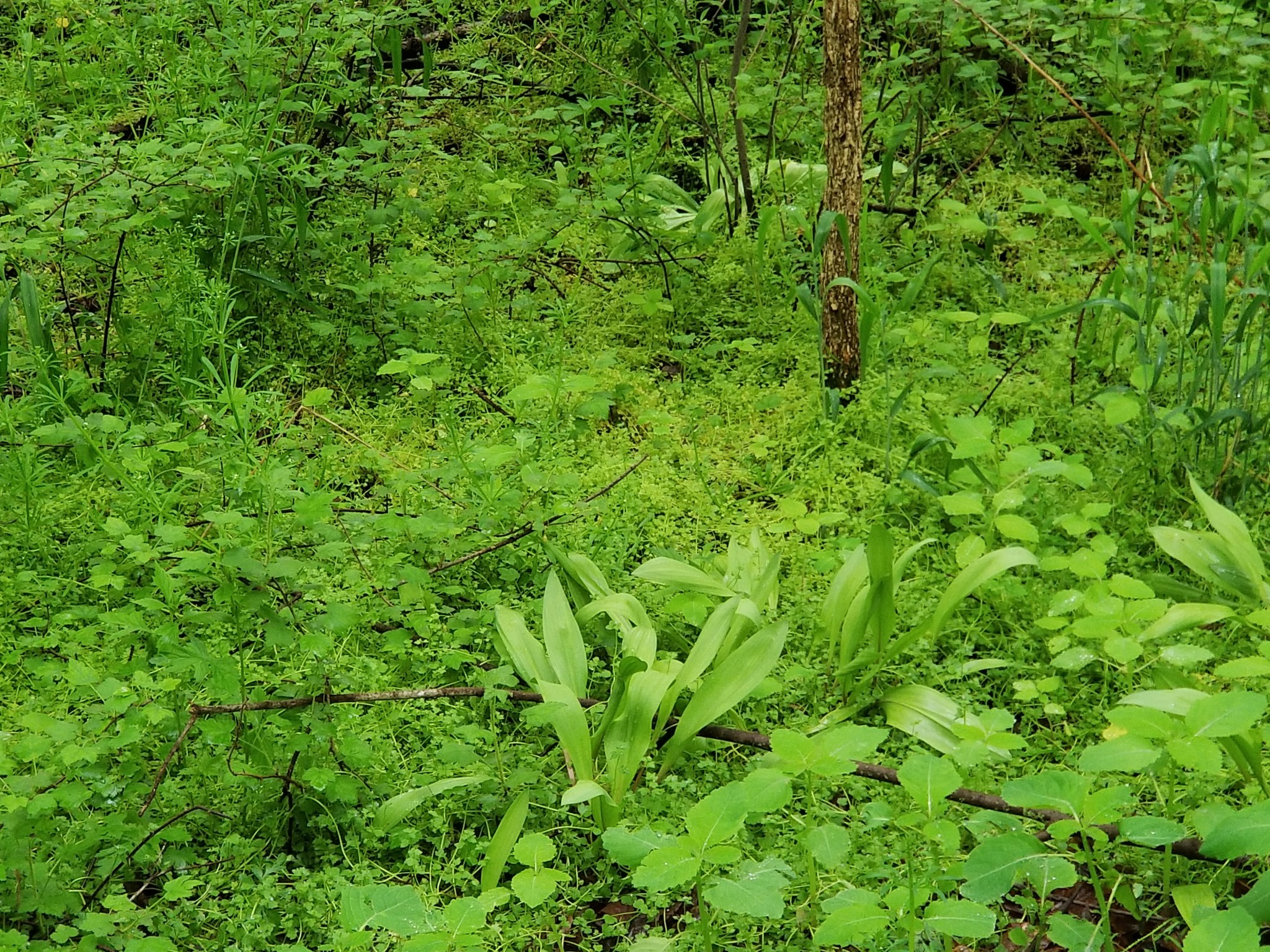 Michigan Native Ramps Enjoying and storing Michigan ramps – Freshwater Feasts