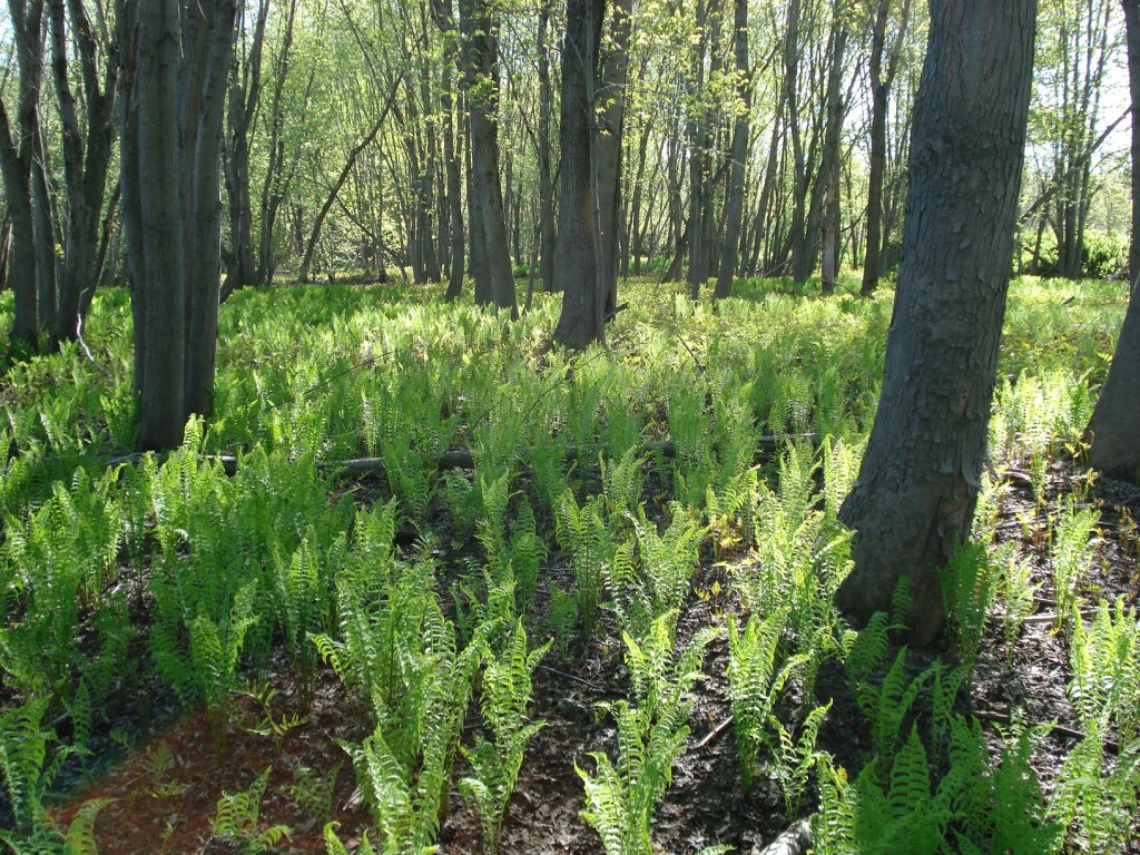 Field of ostrich ferns growing in a sun-dappled woodland