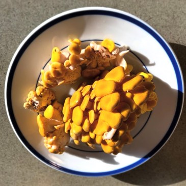 A large cluster of yellow-orange mushrooms sitting on a blue and white plate