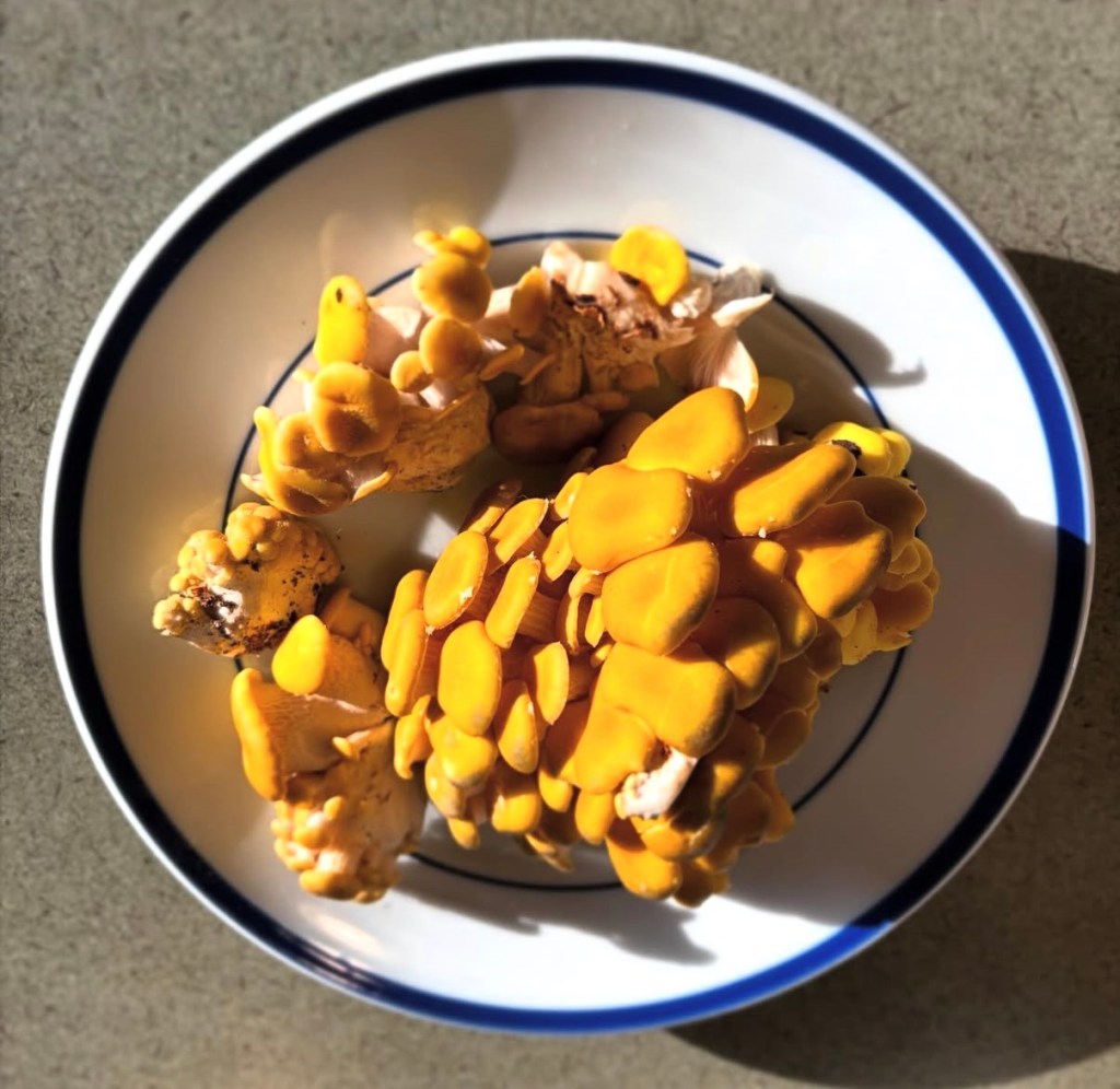 A large clump of bright yellow-orange mushrooms sitting on a blue and white plate